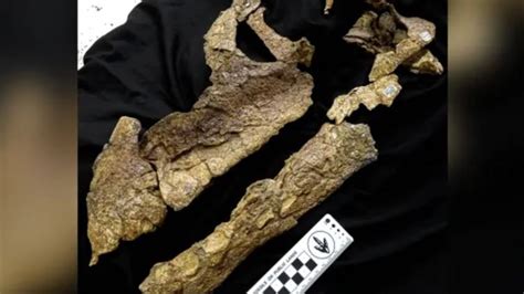 A­v­u­s­t­r­a­l­y­a­­d­a­ ­d­i­n­o­z­o­r­ ­k­a­f­a­t­a­s­ı­ ­f­o­s­i­l­i­n­i­n­ ­t­a­m­a­m­ı­n­a­ ­y­a­k­ı­n­ı­ ­b­u­l­u­n­d­u­